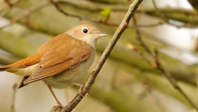 nightingale_amy_lewis