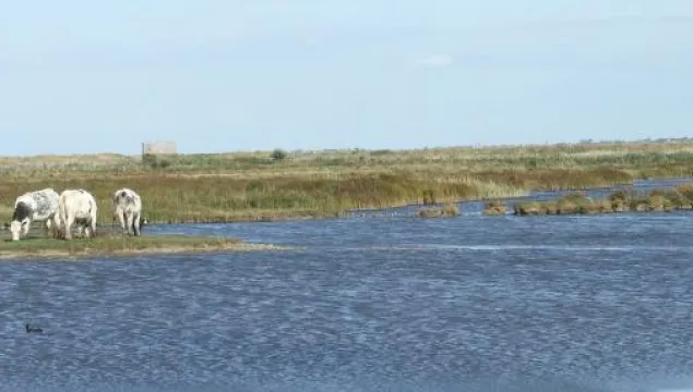 oare marshes kevin duvall