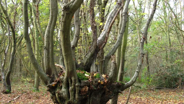 Ancient hornbeam pollard