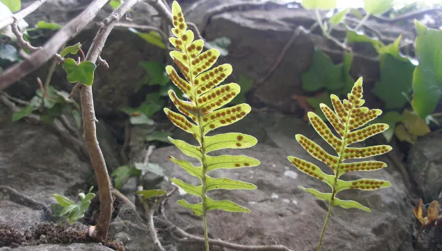 Fern - Anne Waite