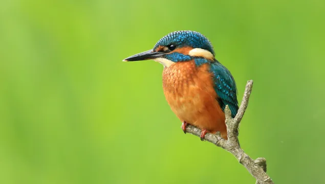 Kingfisher - Jon Hawkins