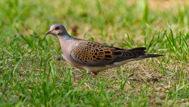 Mill Farm Marden Turtle Dove