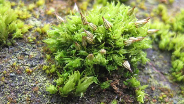 Moss - Jude Shorter