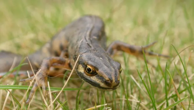 Smooth newt
