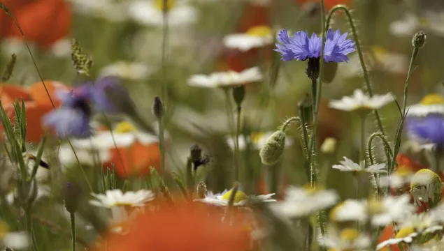 Wildflower meadow