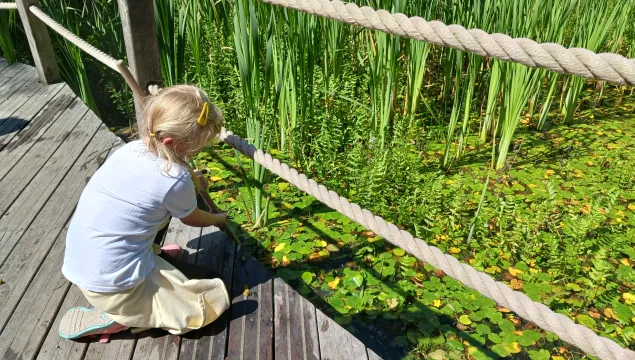 Tyland barn pond dipping