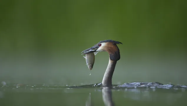 Great crested grebe coming out of the water with a fish in its grasp