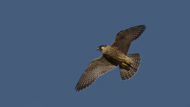 Peregrine_Falcon