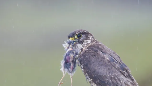 Merlin bird with prey in its beak