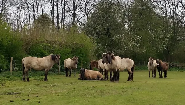 herd of konik and exmoor ponies