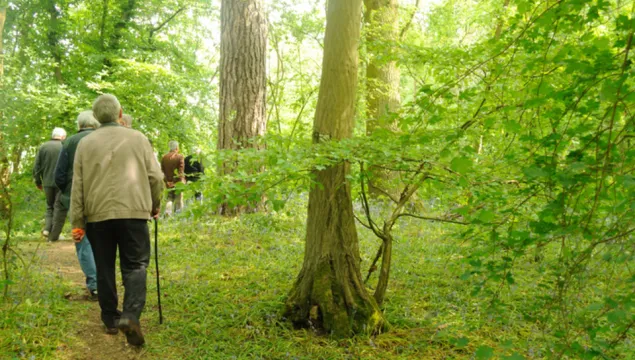 Walking in the woods