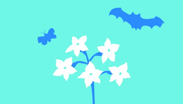 Bats and moths illustrations