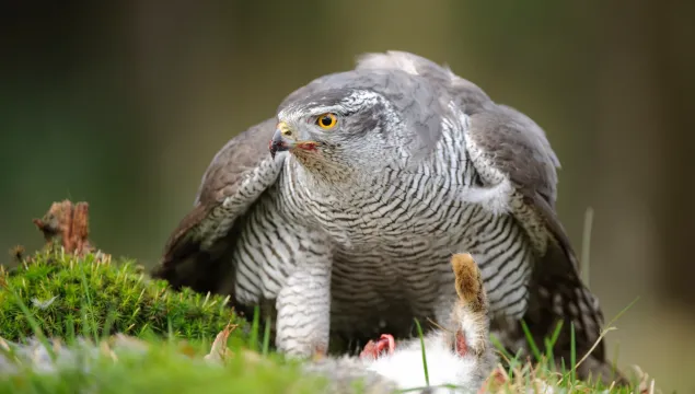 A goshawk with its prey on the ground.