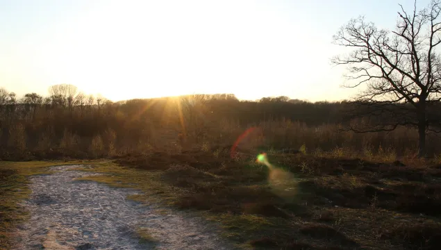 A view across Hothfield Heathlands at sunset