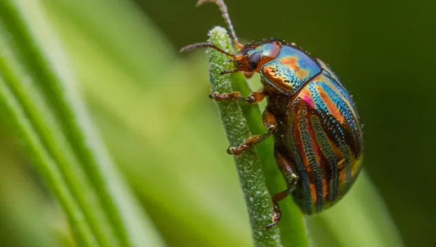 A rosemary beetle on a spring of rosemary growing outdoors.