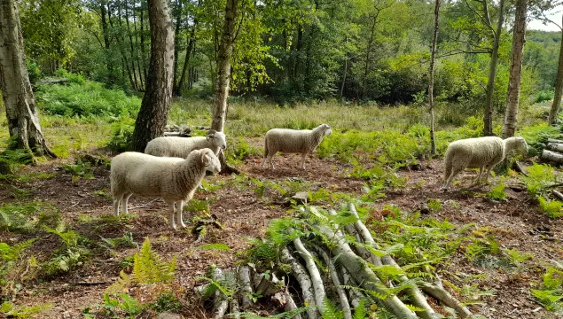 south blean being grazed by sheep
