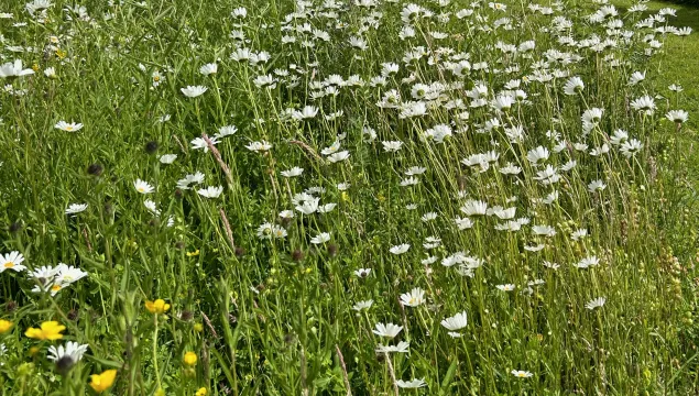 A meadow of oxeye daisies at Langdon