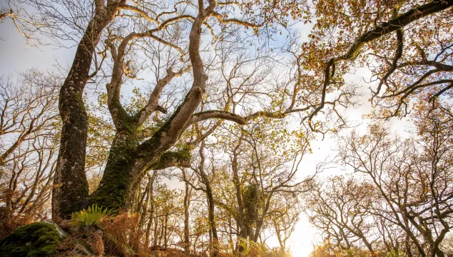 Ash tree and sunset