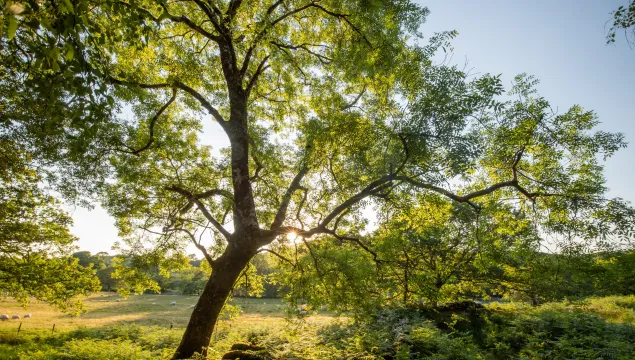 Ash tree