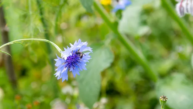 A bee on a drooping blue cornflower.