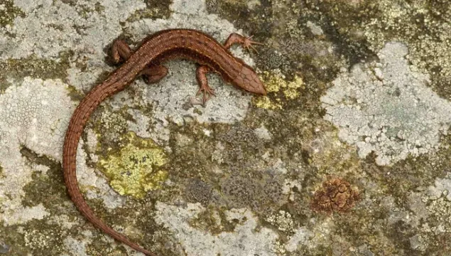 viviparous lizard camouflaged on a stone background