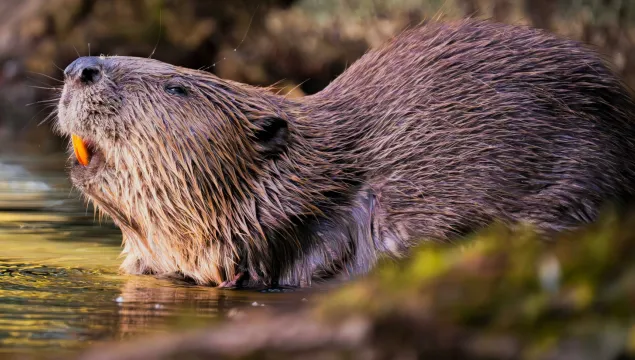 A beaver sun bathing on a riverbank.