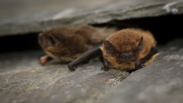 Two pipistrelle bats nestled under a slate tile.
