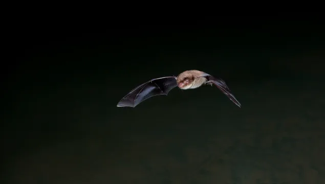 A Daubentons bat flying through the dark night sky.
