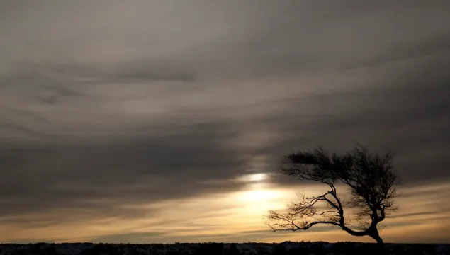 A windswept tree against a misty sky with the sun peeking through.