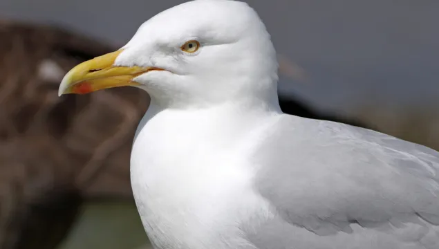 A Herring Gull – our most typical "seagull" in the UK.