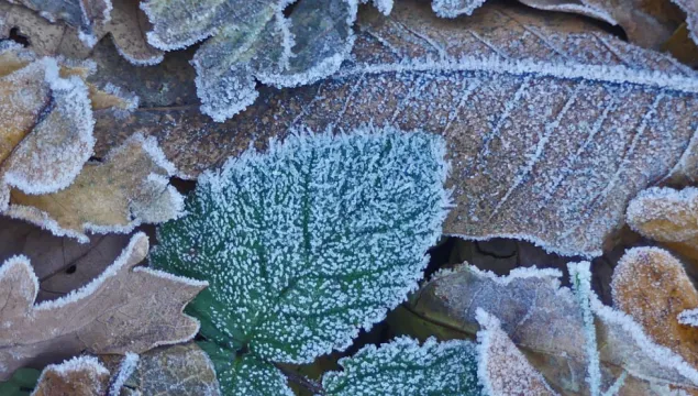 Winter Leaves