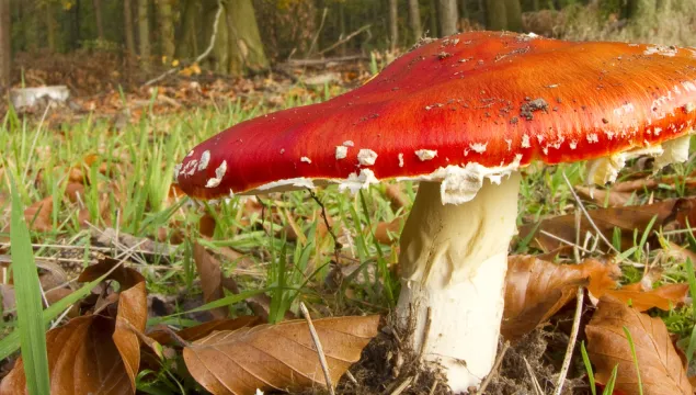 A bright red Fly Agaric mushroom.