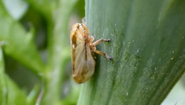 A common froghopper on a plant stem.
