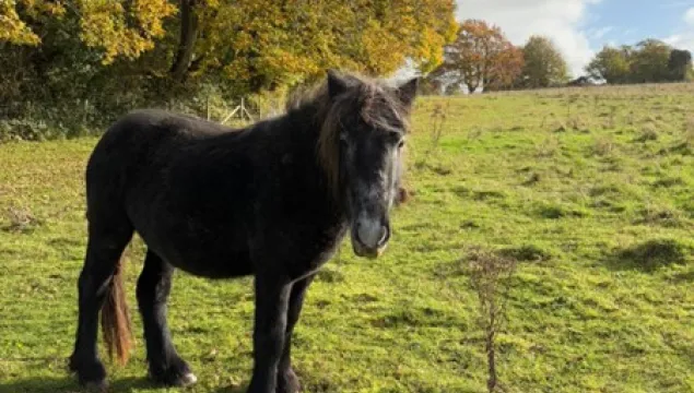 A fell pony colt, black with grey tints.