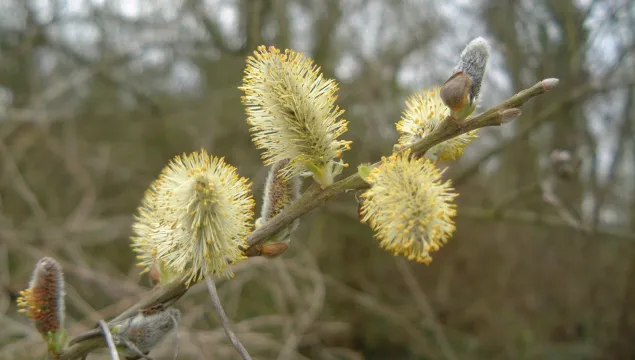 Yellow willow catkins on a tiny branch.