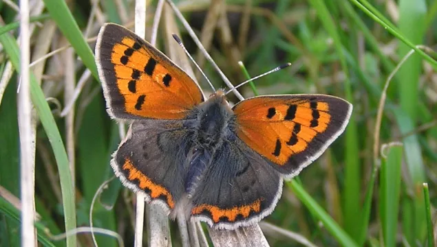 small copper butterfly on the grass