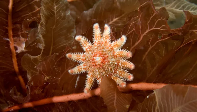 Starfish