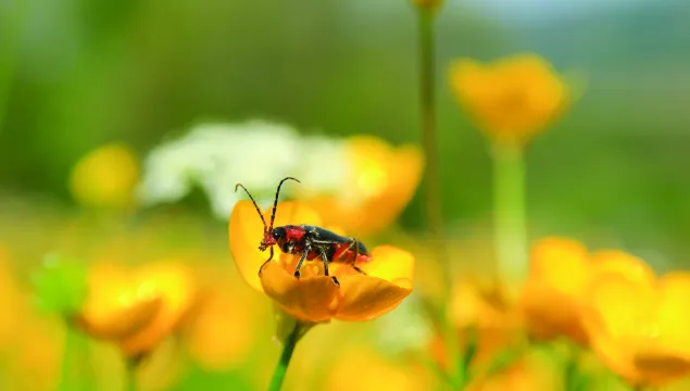 Soldier beetle on bulbous buttercup
