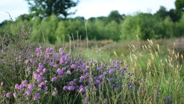 cross leaved heath Hothfield Heathlands