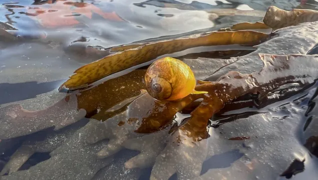A flat periwinkle snail on a frond of seaweed.