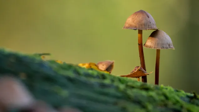 mushrooms on wood trunk