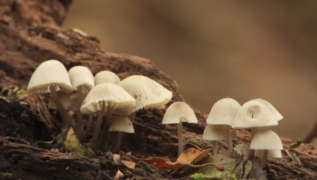 fungi growing on a tree