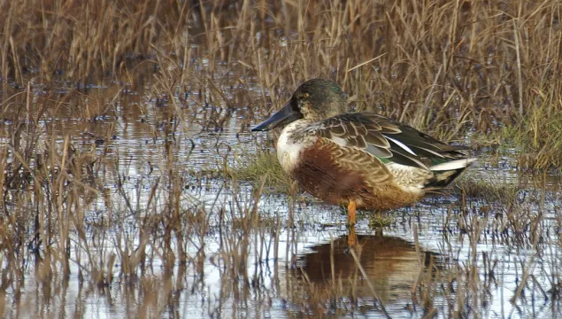 A single shoveler in water among the reeds.