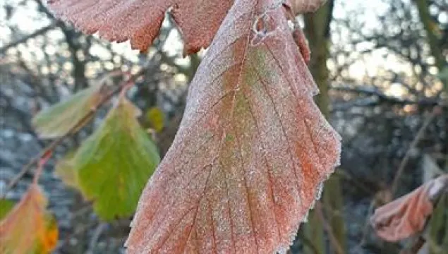 Frosty leaves 