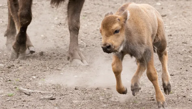 bison calf born in july 2025 running