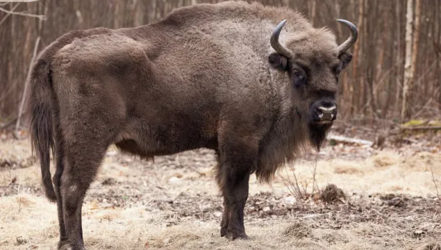 Matriarch in peak condition 