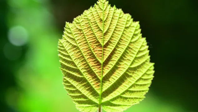 hazel leaf