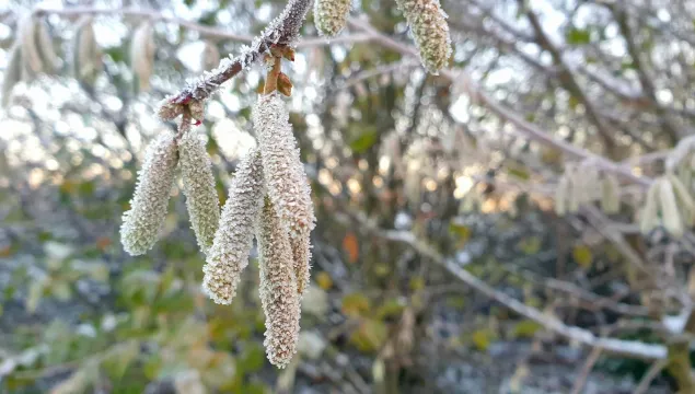 frozen catkin