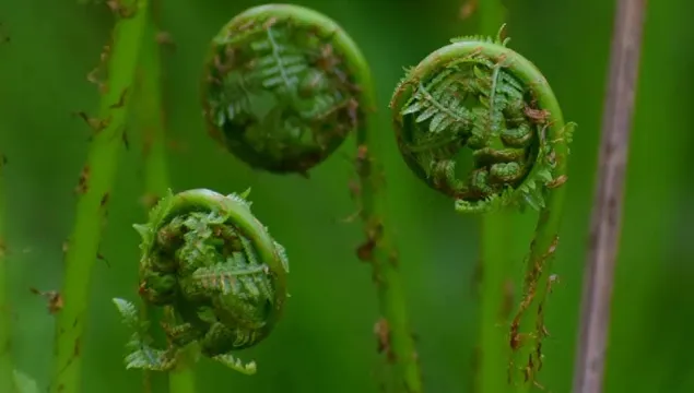 fern uncurling
