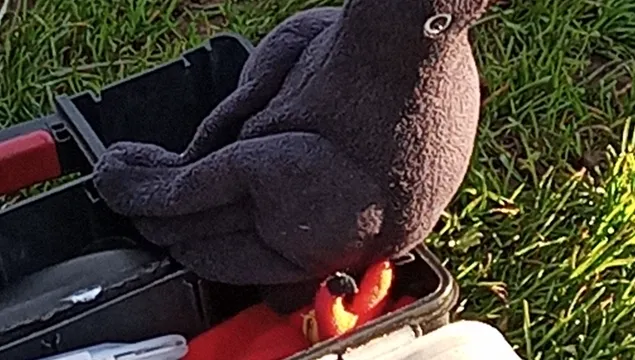 Toy Chough